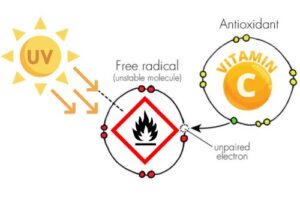 Diagram showing UV rays creating free radicals, represented as unstable molecules. Antioxidants, especially Vitamin C used in skin care, neutralize free radicals by donating an electron to stabilize them.