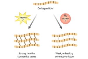 Diagram showing collagen fiber development. Left side with Vitamin C leads to strong, healthy connective tissue. Right side without Vitamin C results in weak, unhealthy connective tissue.